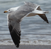 Larus armenicus